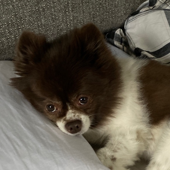 Meet your Posher, Victoria - Picture 1 of 1